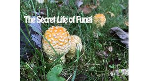 secret life of fungi