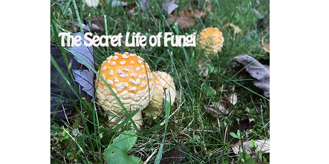 secret life of fungi